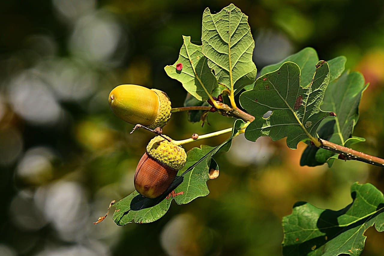 planter chêne