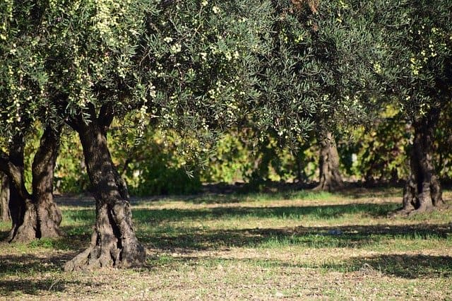 manger olive manger olive