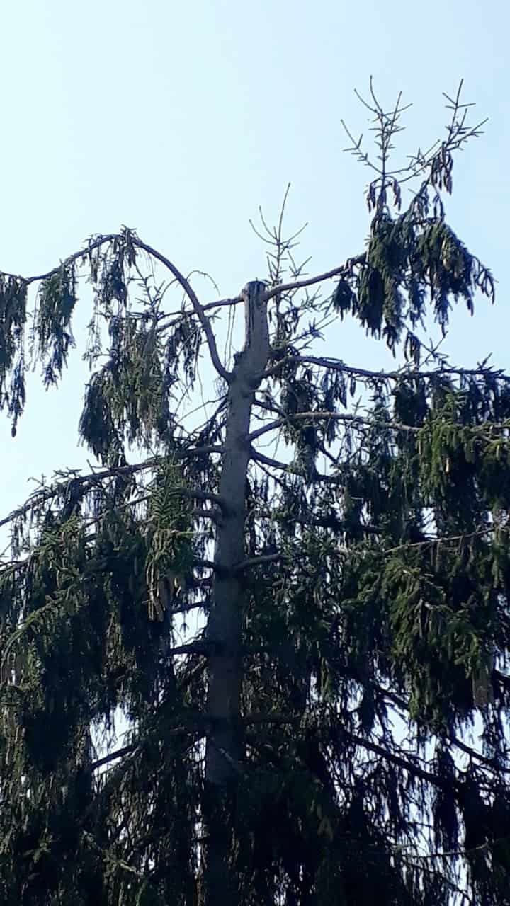 tailler sapin haut tailler sapin haut