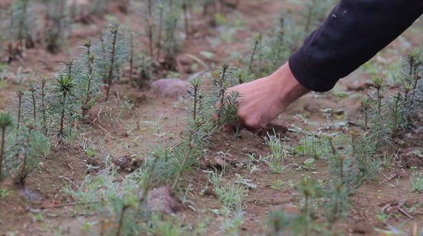 replanter sapin replanter sapin