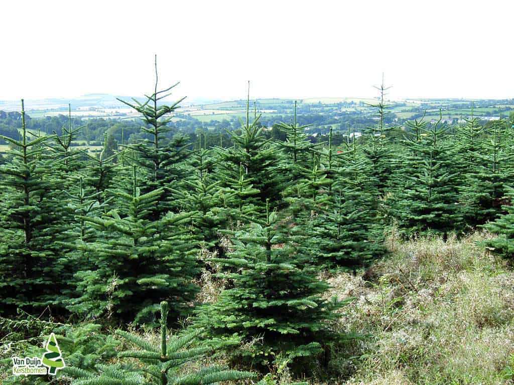 sapin taille adulte sapin taille adulte