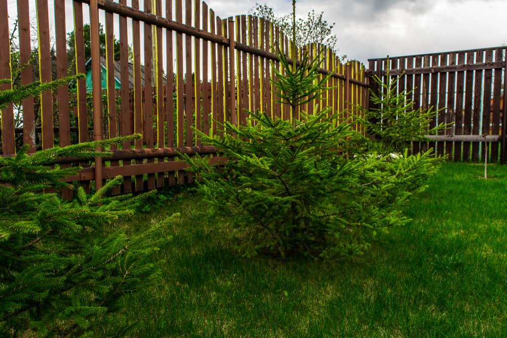 planter sapin planter sapin