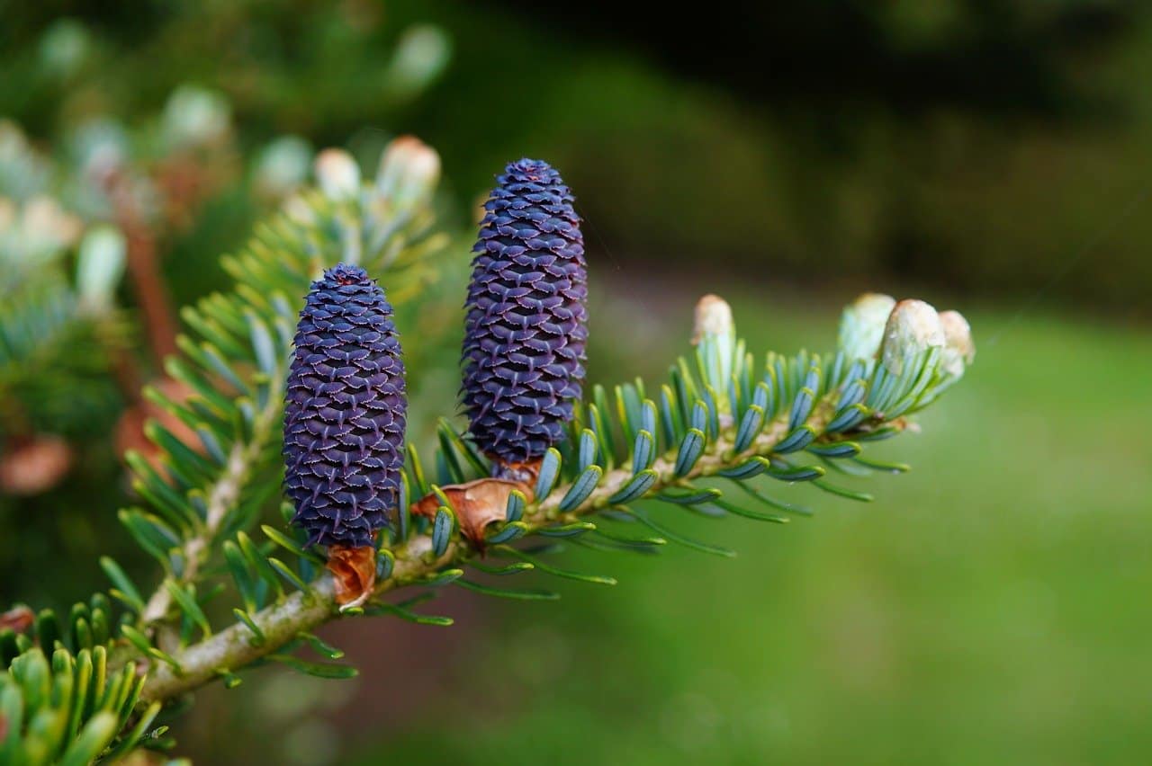 tailler le sapin