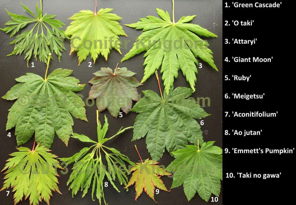 variétés d'érable du japon variétés d'érable du japon
