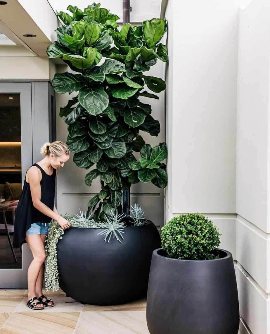 ficus en pot ficus ou en pot