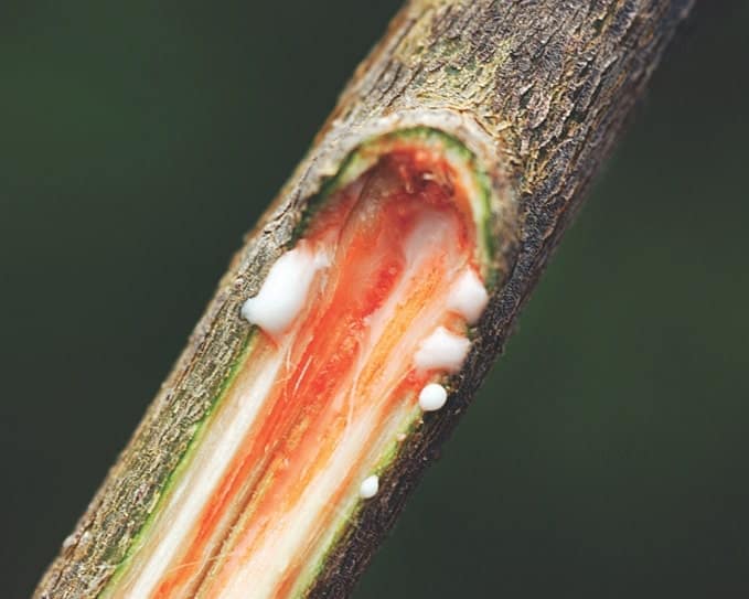 latex ficus latex ficus