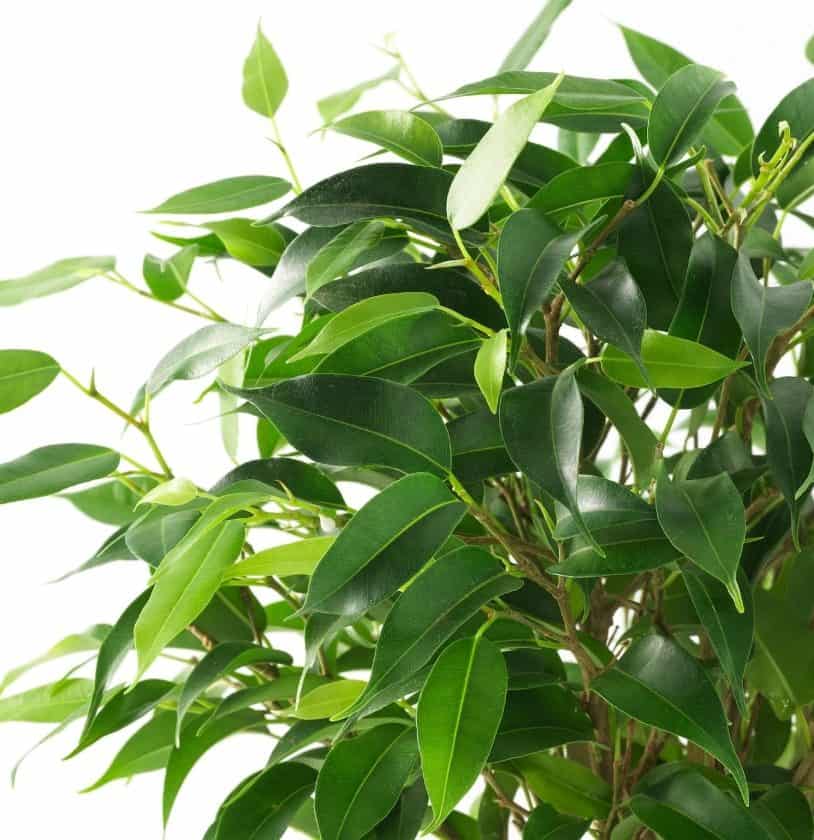 ficus benjamina