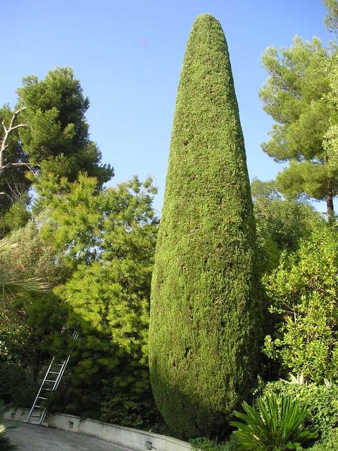 cyprès chandelle