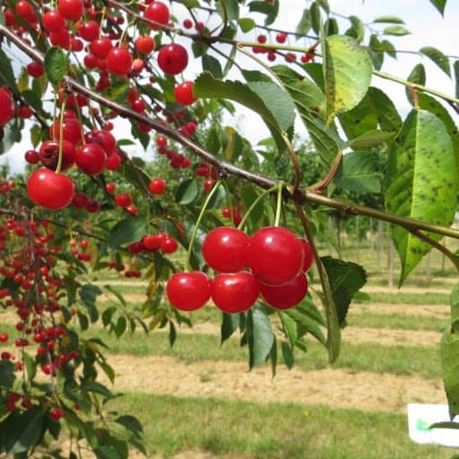 exemple de cerisier avec fruits