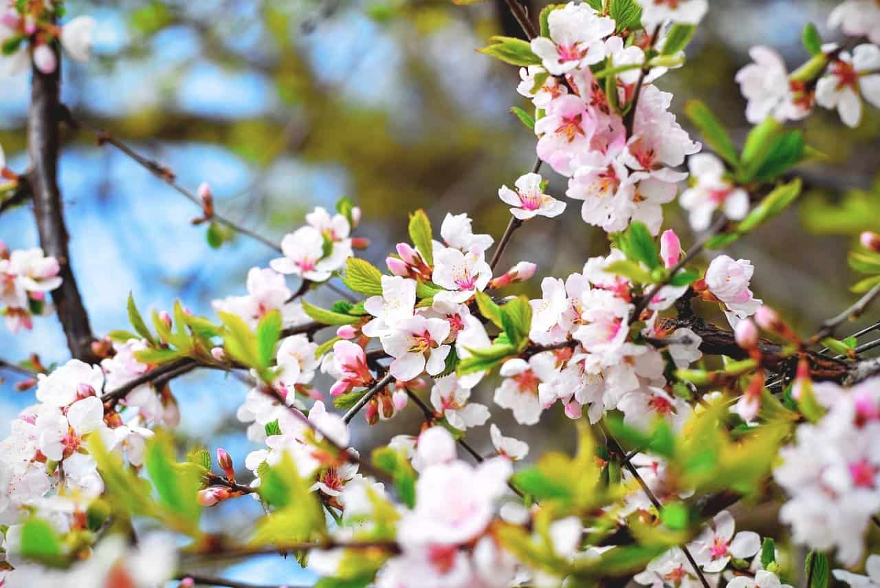 fleurs de cerisier