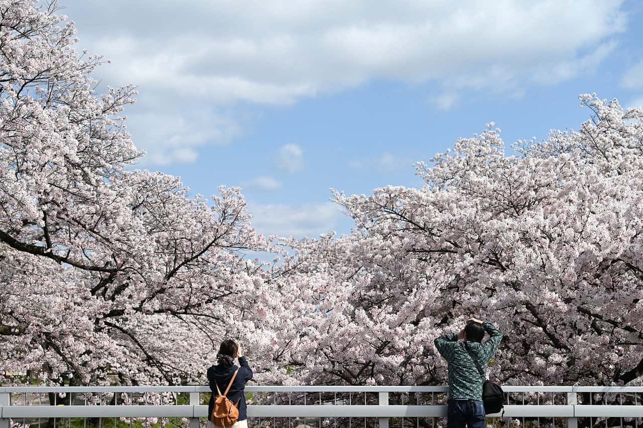 cerisier du Japon cerisier du Japon