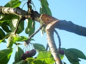 branche cerisier