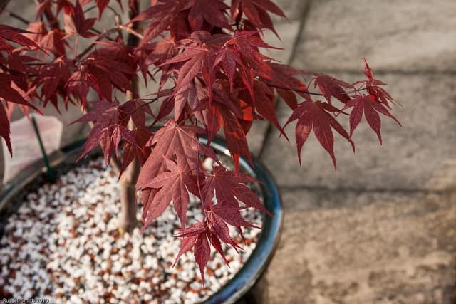 érable du Japon en pot