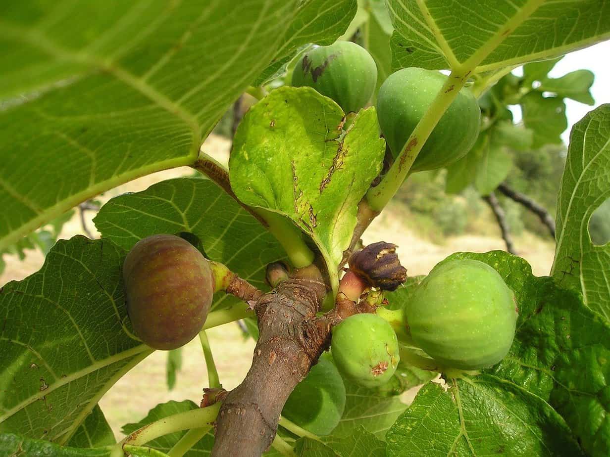 ficus figuier