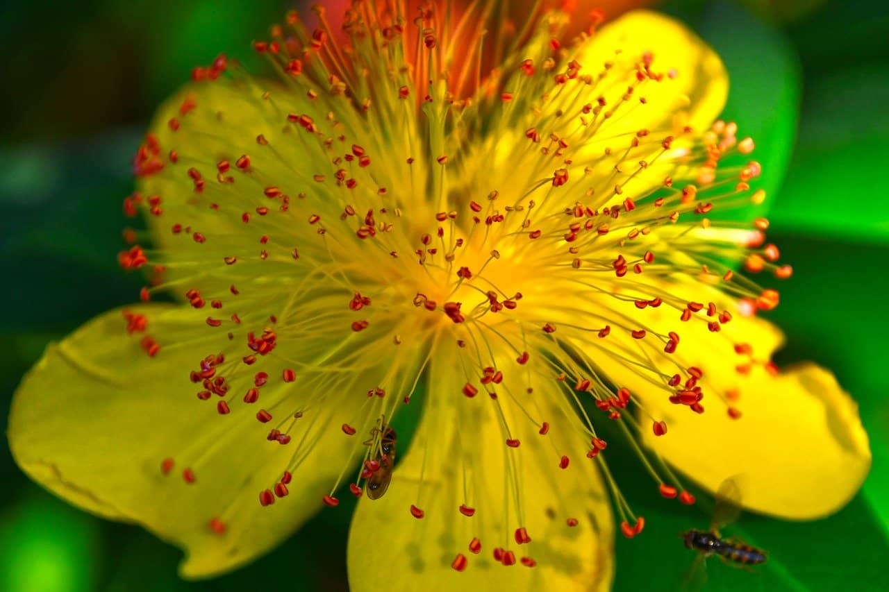 fleur de millepertuis