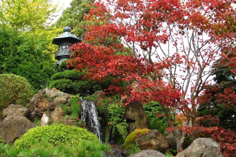 Comment tailler un érable du Japon ? Guide complet (2022) — free download