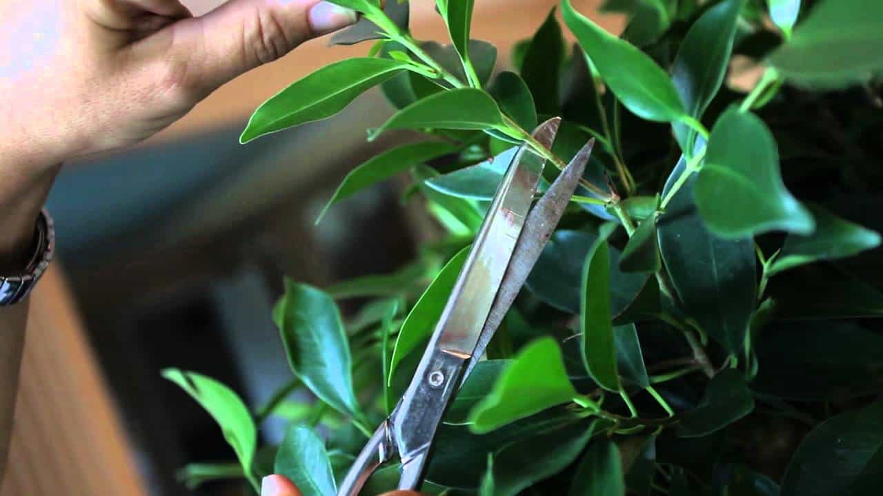tailler un ficus tailler un ficus