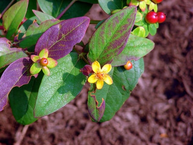 millepertuis pourpre millepertuis pourpre