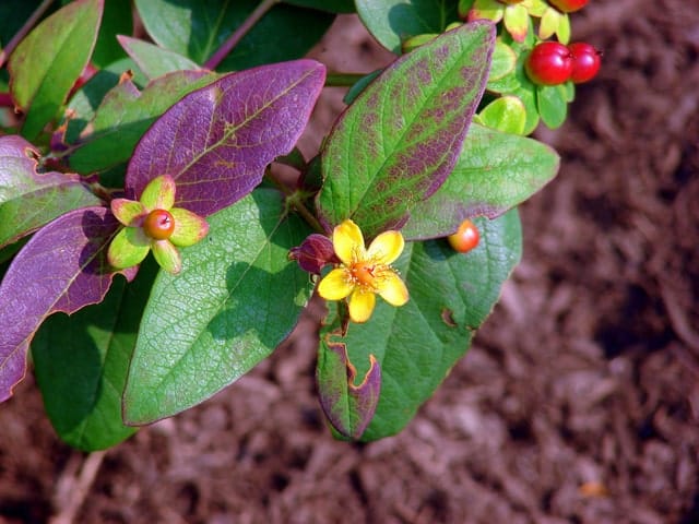 millepertuis pourpre