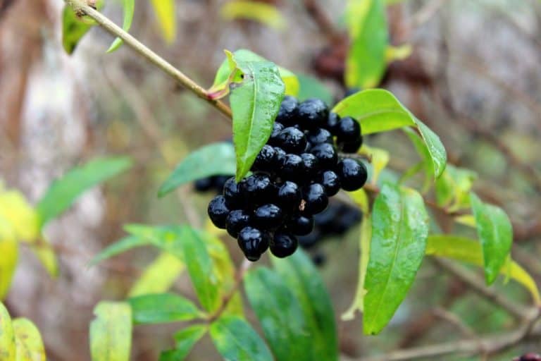 Comment tailler le troène ? Guide complet (2024)