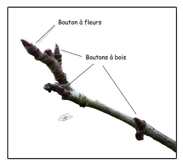 couper branches abricotier couper branches abricotier