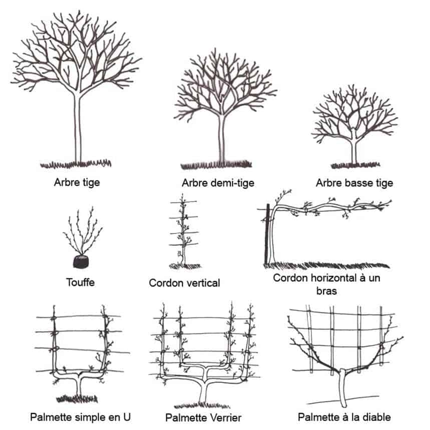 palissage abricotier palissage abricotier
