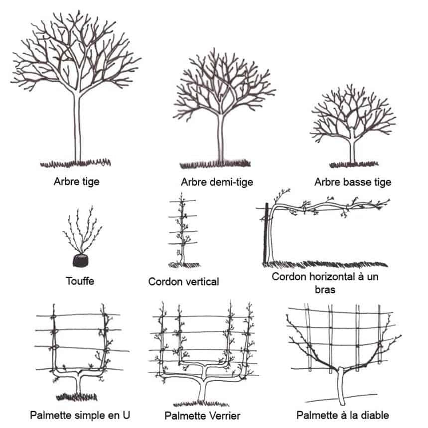 palissage abricotier