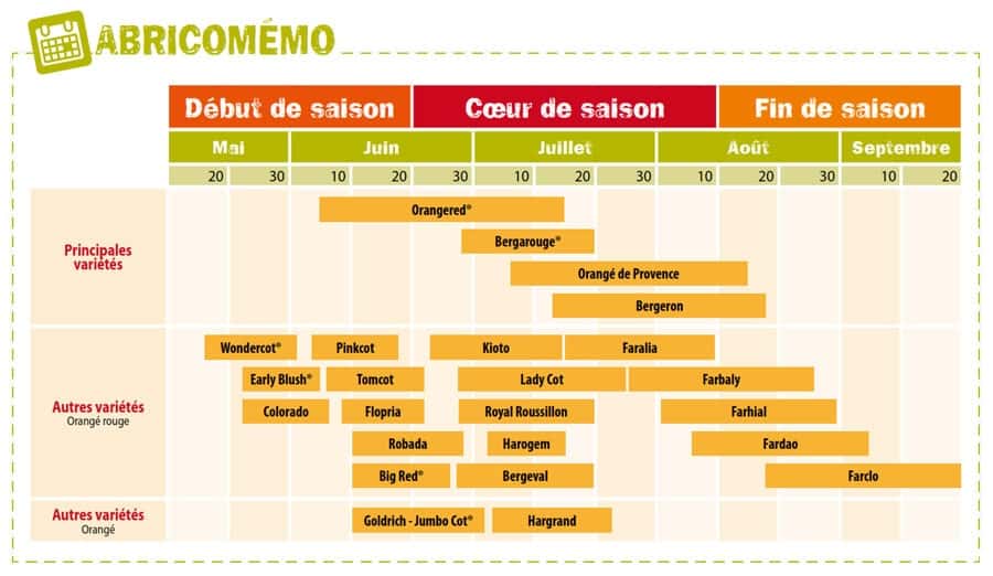 calendrier abricotier