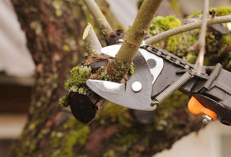 taille fructification abricotier taille fructification abricotier
