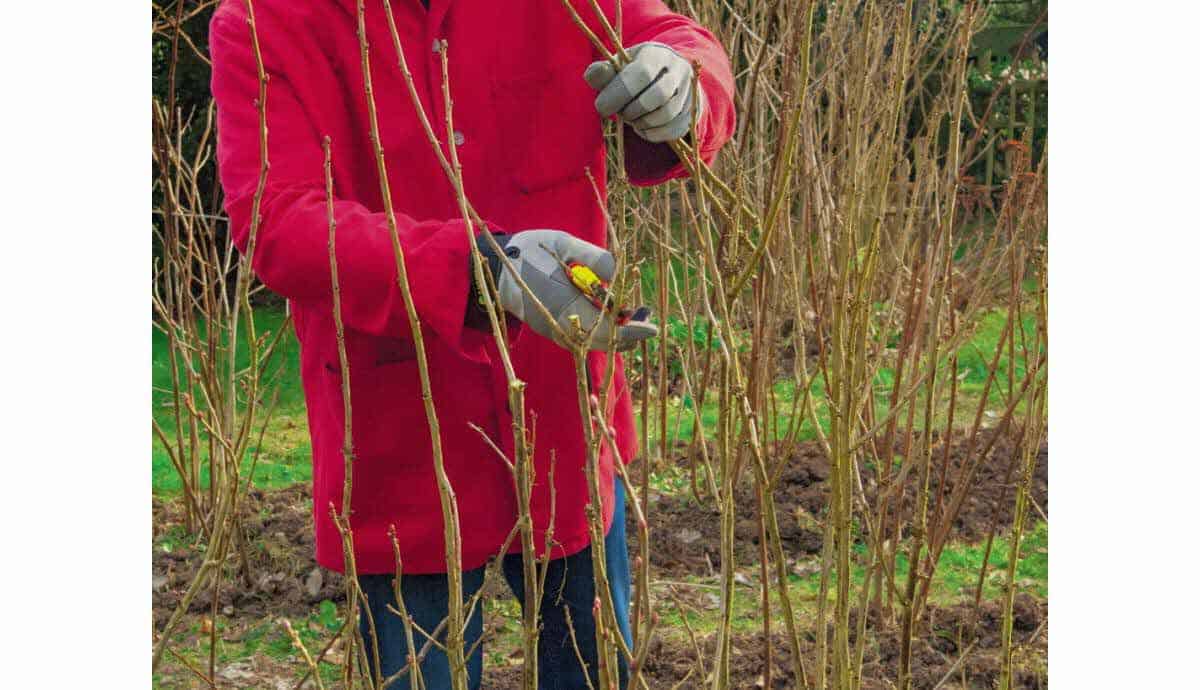 FRAMBOISIER : planter, entretenir, tailler, soigner, récolter -  Jaime-jardiner