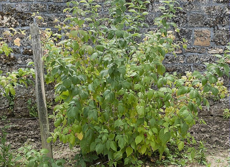arbuste framboisier arbuste framboisier