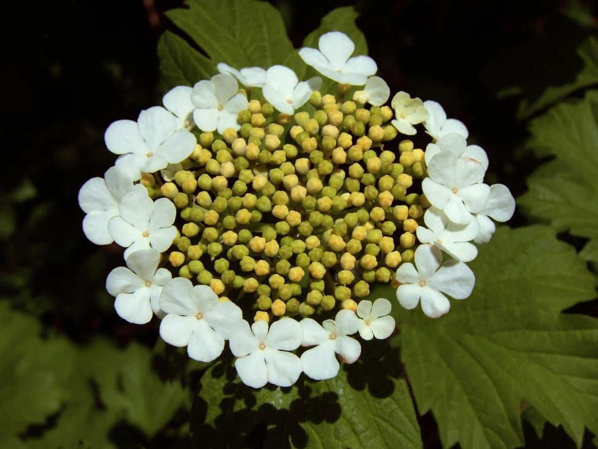 ombrelle hortensia