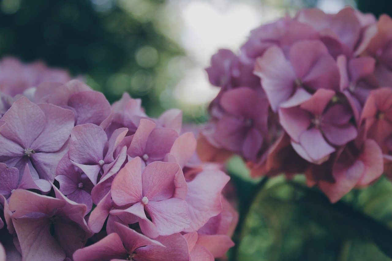 pompom hortensia