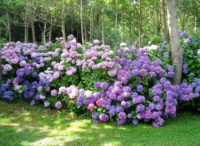 hortensia hydrangea