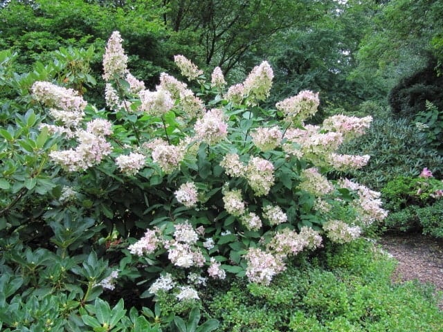 hortensia arbustif tailler hortensia 15 min