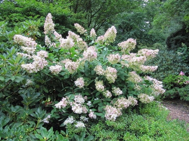 tailler hortensia 15 min