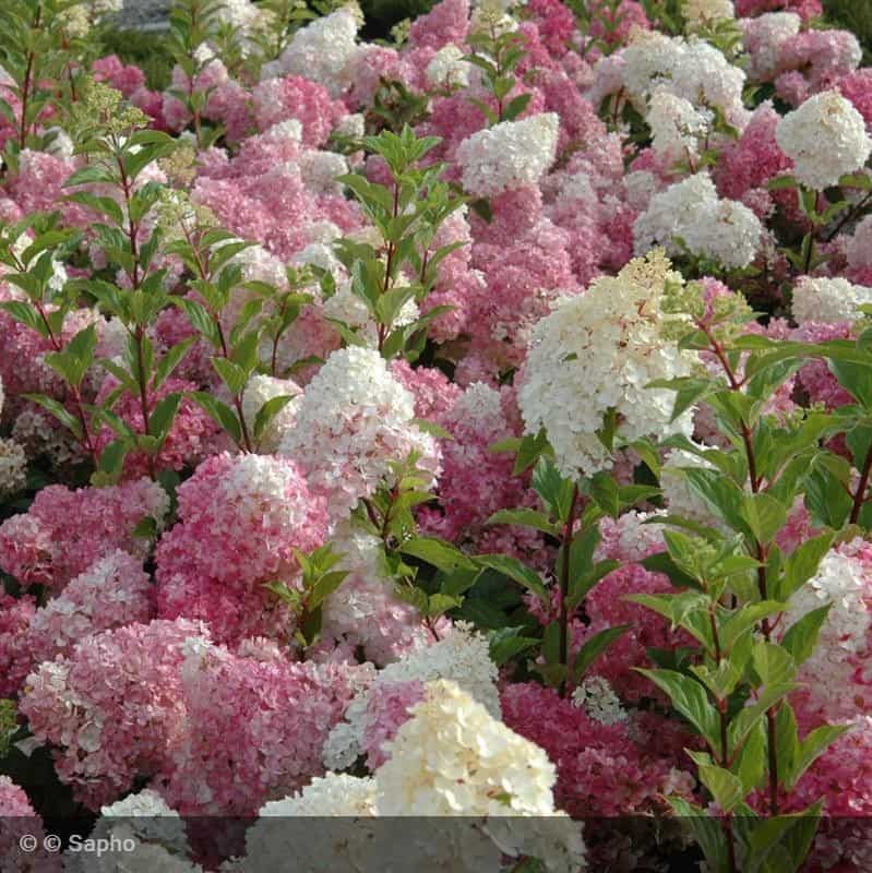 hortensia vanille fraise