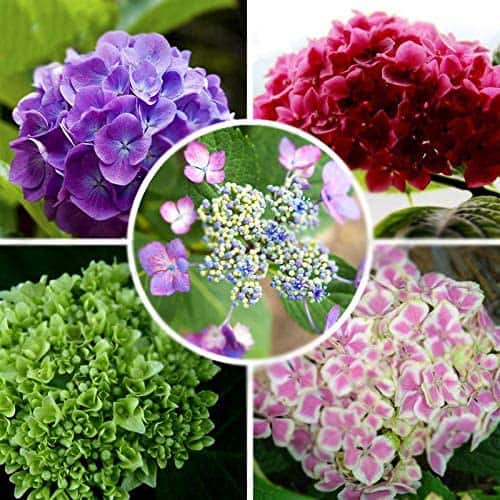 changer couleur hortensia