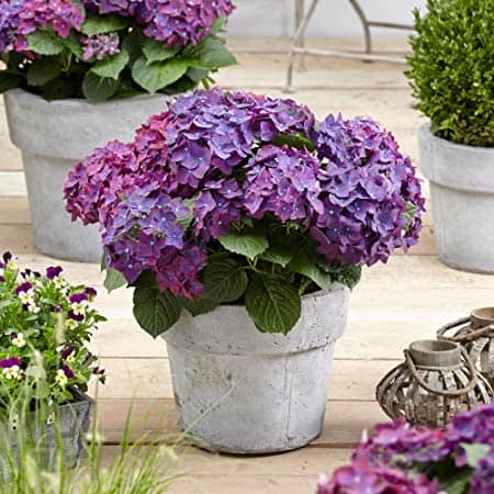 hortensia en pot