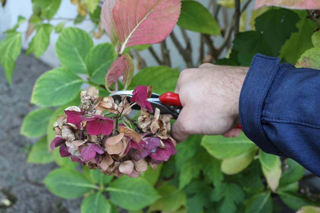 taille de l'hortensia