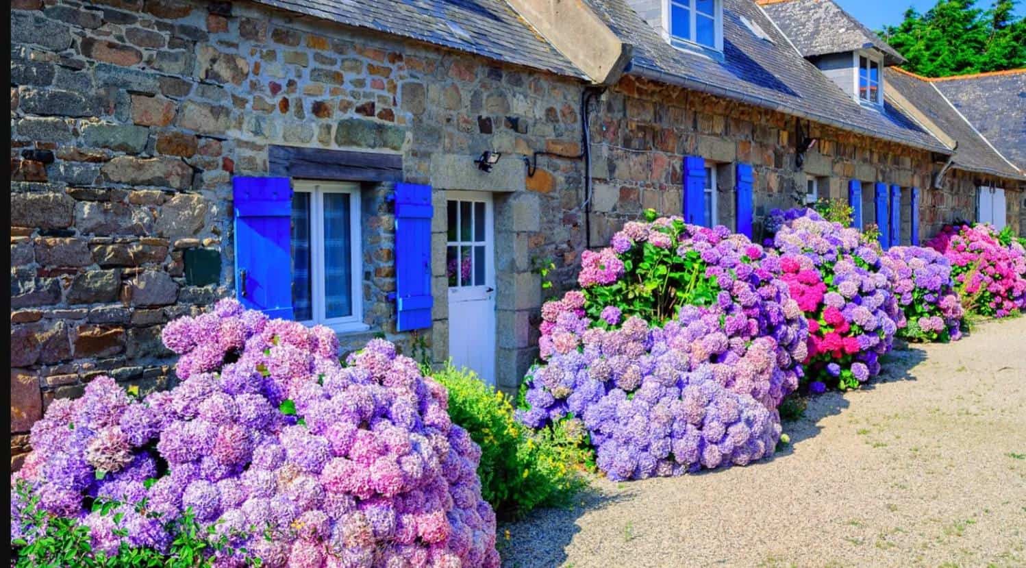 hortensia bretagne