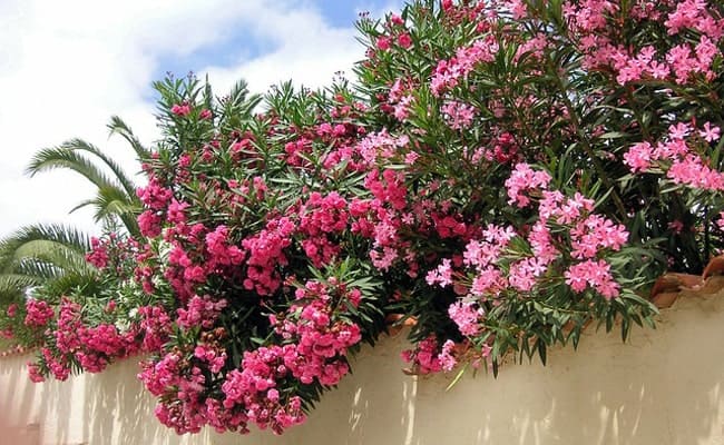tailler laurier rose tailler laurier rose
