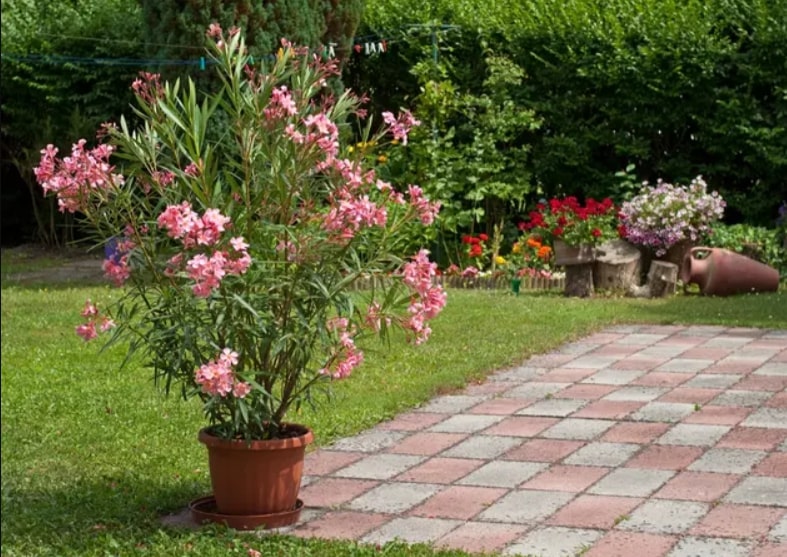 laurier rose en pot laurier rose en pot