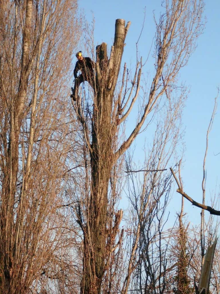 Tailler, élaguer ou abattre, le dilemme d'un élagueur amateur