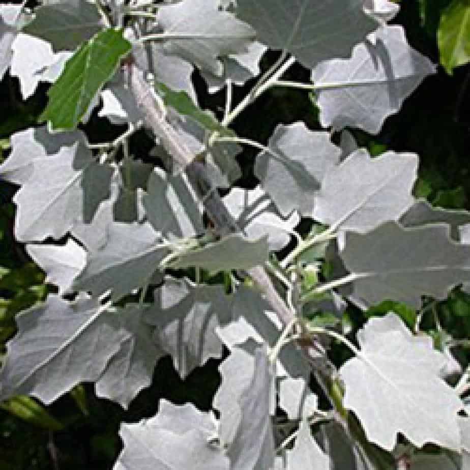 feuilles de peuplier blanc