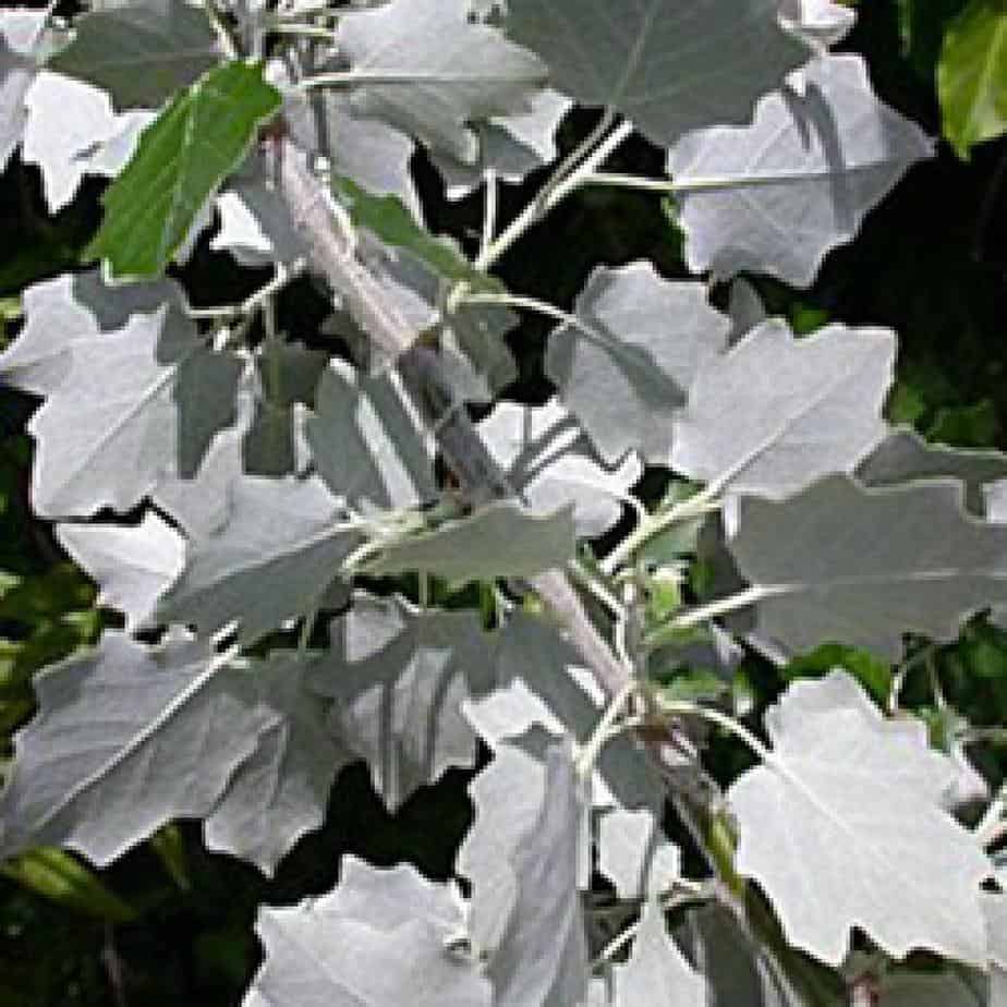 feuilles de peuplier blanc feuilles de peuplier blanc