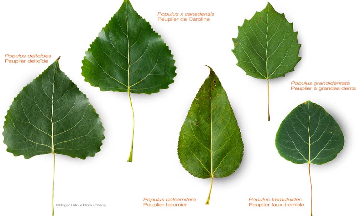 feuille peuplier feuille peuplier