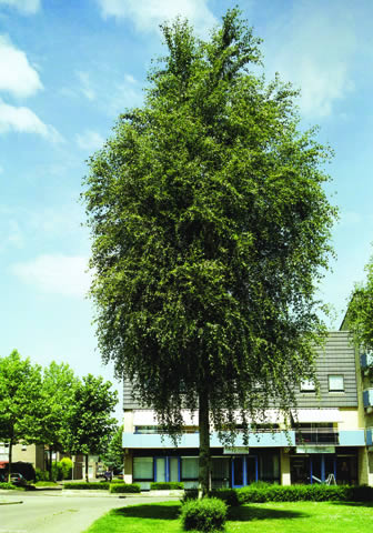 peuplier jardin peuplier jardin
