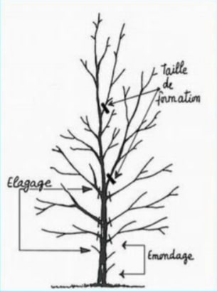 taille formation peuplier