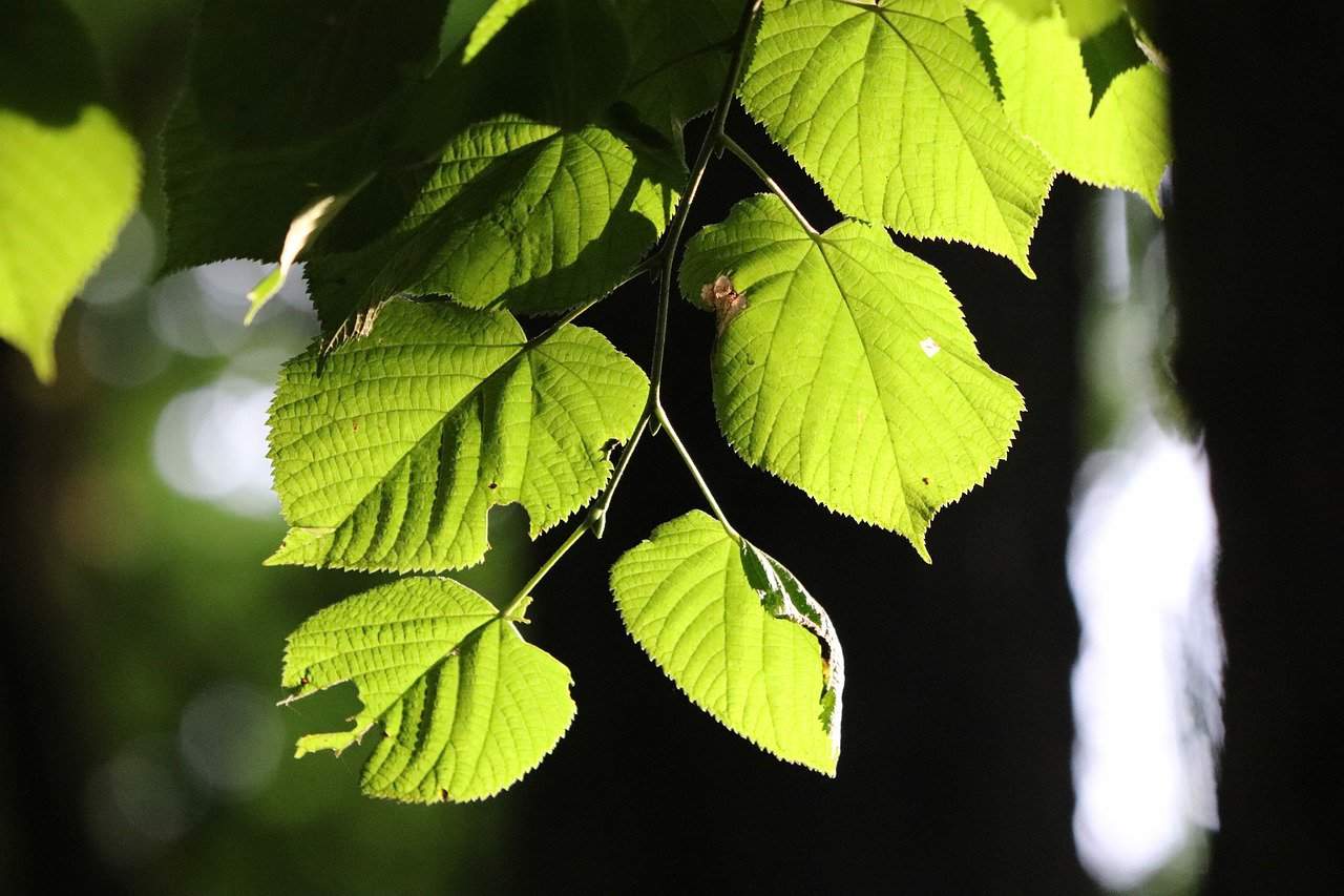 feuilles de peuplier commun feuilles de peuplier commun